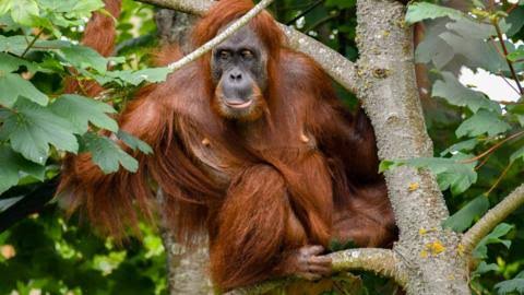 Monkey